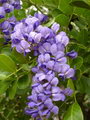 Sophora Secundiflora